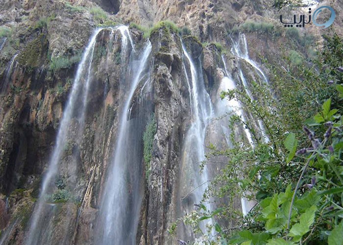 تنگ دم اسب